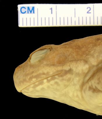 Media type: image; Herpetology A-3899